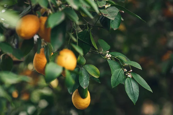 Mogna Gul Orange Meyer Citroner Ett Citronträd — Stockfoto