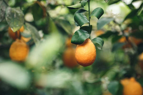 Mogna Gul Orange Meyer Citroner Ett Citronträd — Stockfoto