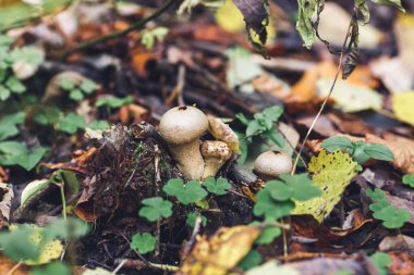 Ormandaki mantara yakın çekim (Lycoperdon)..