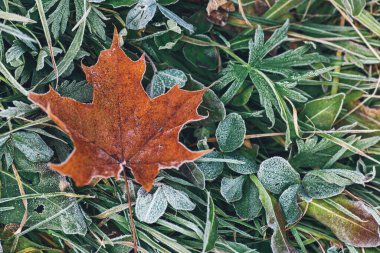 Yeşil çimenler ve kuru yapraklar üzerindeki buz.