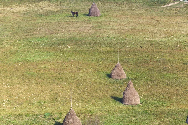干し草や牧草地での馬の放牧の風景牧草地 — ストック写真