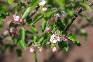 Baharda çiçek açan elma ağacı. Elma ağacının pembe çiçekleri