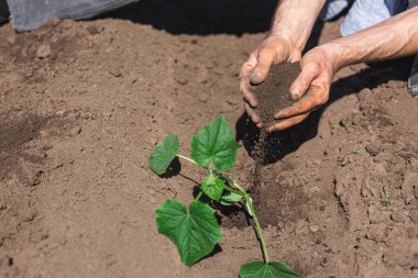 Bahçıvan salatalık tohumu ekiyor, yakın plan.