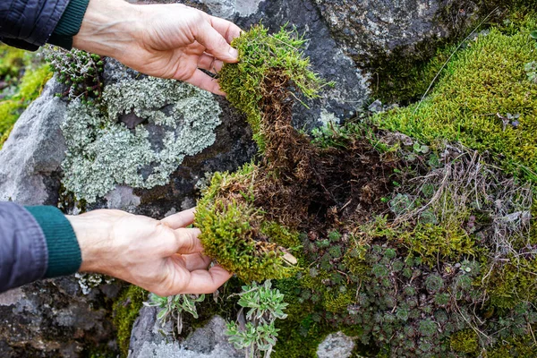 Κοντινό πλάνο ενός άνδρα χέρια σχίσιμο βρύα από πέτρες στο δάσος — Φωτογραφία Αρχείου