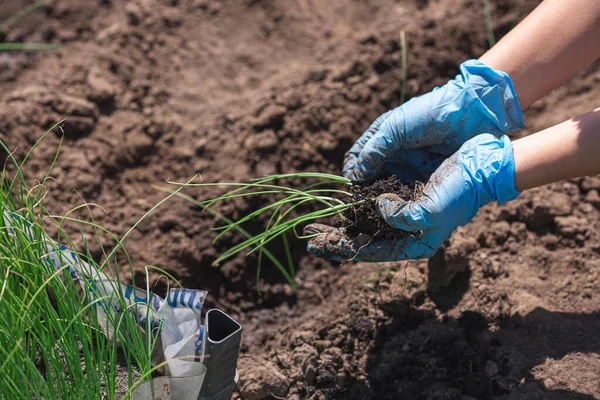 Gros plan plantation manuelle d'oignons verts dans le potager — Photo