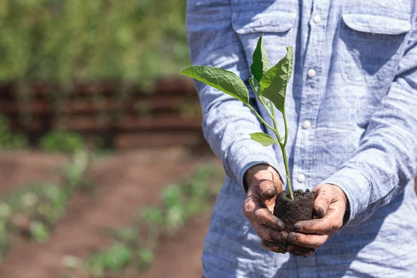 Semis d'aubergine avec un morceau de terre dans les mains du jardinier. — Photo
