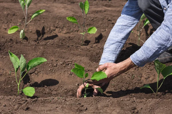 Gros plan jardinier plantation aubergine dans le potager. — Photo