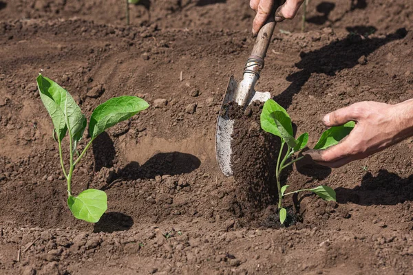 Gros plan jardinier plantation aubergine dans le potager. Plantez le semis avec une pelle. — Photo