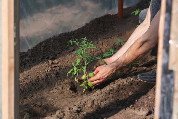 O jardineiro planta mudas de tomate na estufa — Fotografia de Stock