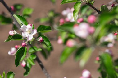 Baharda çiçek açan elma ağacı. Elma ağacının pembe çiçekleri.