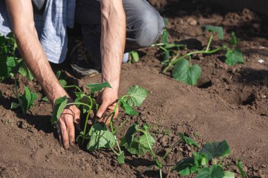 Bahçıvan salatalık tohumu ekiyor, yakın plan..