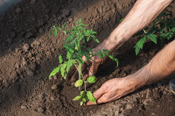 Jardinier Plante Des Plants Tomate Dans Serre — Photo