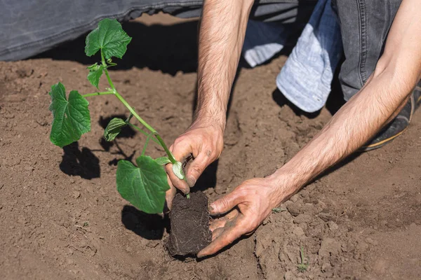 Jardinier Plante Des Plants Concombres Gros Plan — Photo