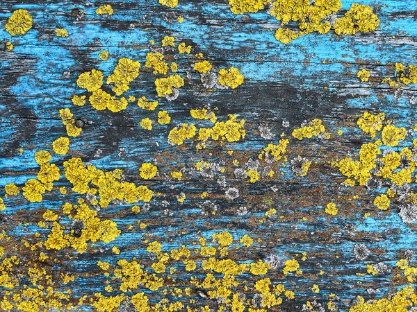 Lichens Mousse Sur Vieux Panneau Bleu Bois — Photo