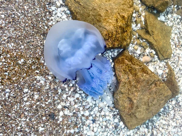 Mavi denizanası sığ sularda yüzer. Azov Denizi 'nde denizanası