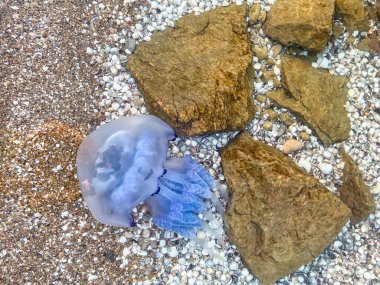 Mavi denizanası sığ sularda yüzer. Azov Denizi 'nde denizanası