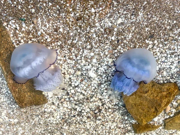 White Blue Jellyfish Swim Shallow Water Jellyfish Sea Azov — Stock Photo, Image