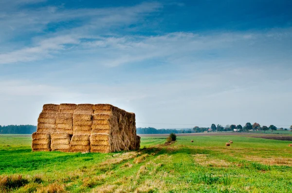 Bales of corn on the autumn field — Stock Photo, Image