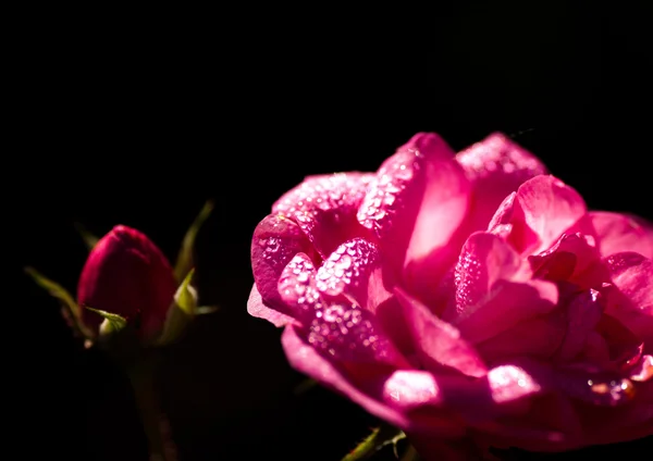 Vacker vår rose — Stockfoto