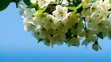 elma çiçekleri