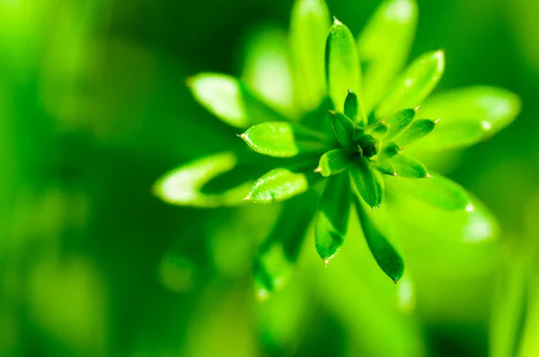 Fiore verde astratto — Foto Stock