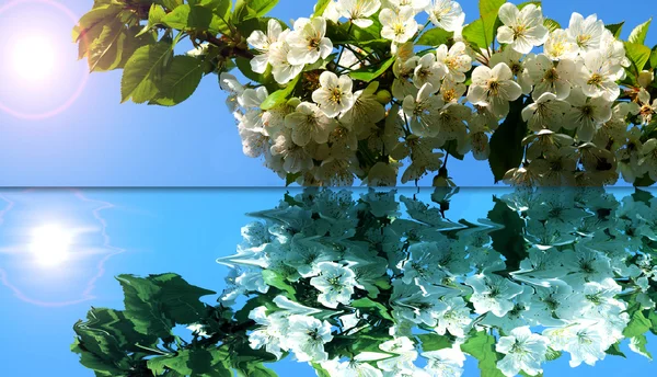 果物の木の花 ロイヤリティフリーのストック画像