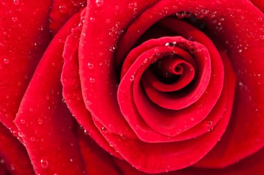 Rose ile olan yaprakları