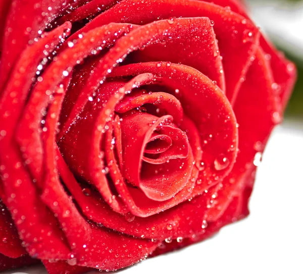 Czerwona róża blisko up — Zdjęcie stockowe