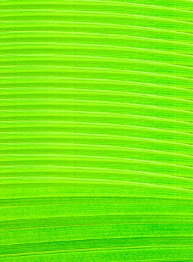 taze yeşil dokusu bırakır