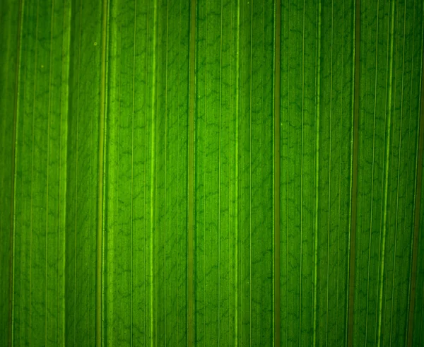 Tmavě zelená listová textura — Stock fotografie