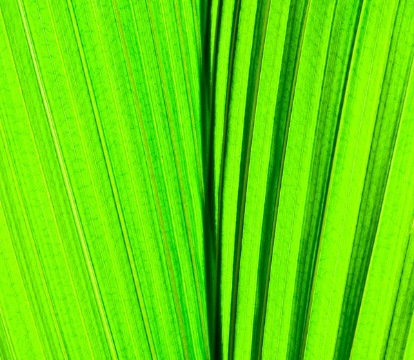 Fresh green palm leaves — Stock Photo, Image