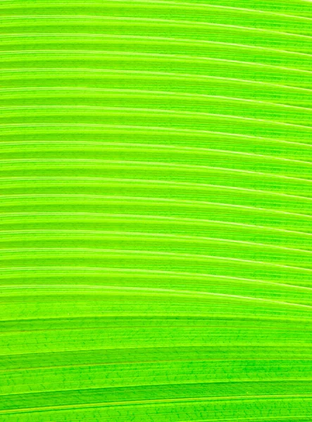 Textuur van verse groene bladeren — Stockfoto