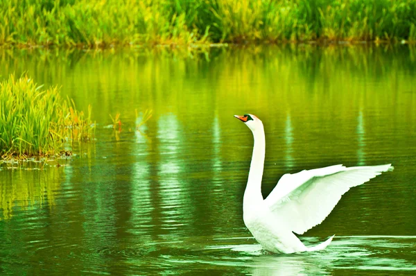 Beautiful swan starting to fly — Stock Photo, Image