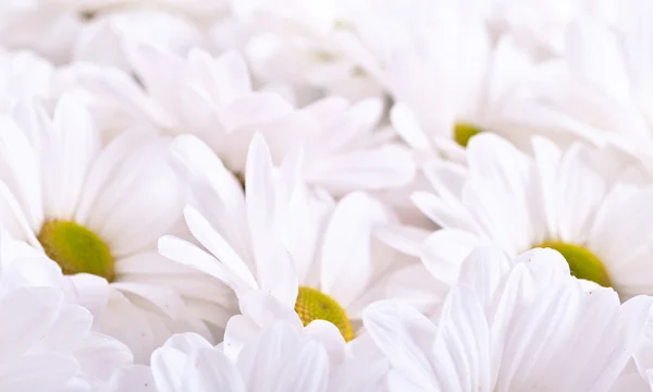 Schöne Kamillenblüten — Stockfoto