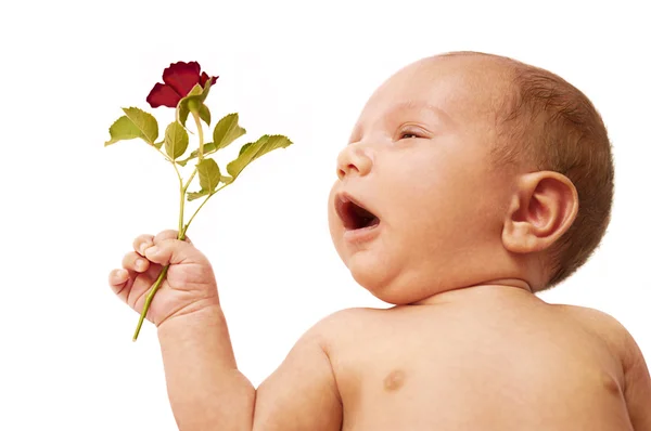 Little baby boy holding mini red rose — Stock Photo, Image