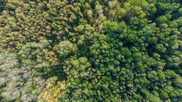 green forest top view