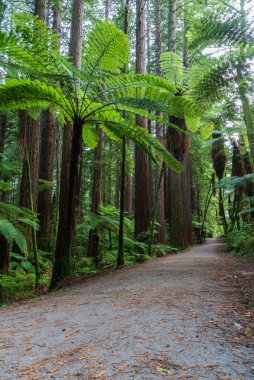 Rotorua, Yeni Zelanda 'daki Whakarewarewa kızılağaç ormanından geçen patika.