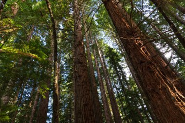 Rotorua, Yeni Zelanda 'daki Whakarewarewa kızılağaç ormanındaki uzun kızılağaç ağaçları.