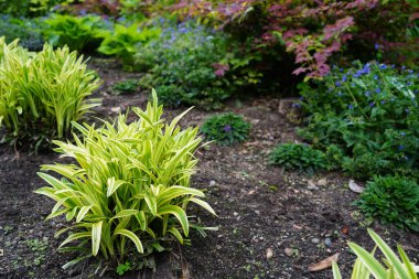 Hammond Kamelya Bahçesi. Hamilton Gardens, Yeni Zelanda 'da bir meydan