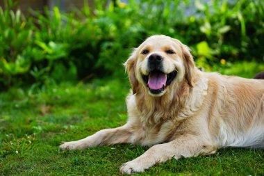 Yüzünde mutlu bir ifade olan golden retriever köpeği.