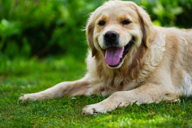 Yüzünde mutlu bir ifade olan golden retriever köpeği.