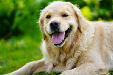 Yüzünde mutlu bir ifade olan golden retriever köpeği.
