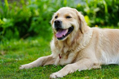 Yüzünde mutlu bir ifade olan golden retriever köpeği.