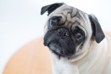 Annie pug. Hepsi benim hakkında!