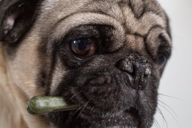 Annie pug. Hepsi benim hakkında!