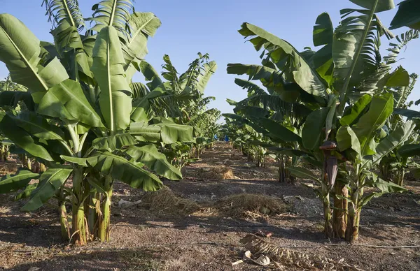 Plantación de plátanos — Foto de Stock