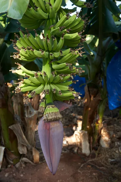 Бананова Ліцензійні Стокові Зображення