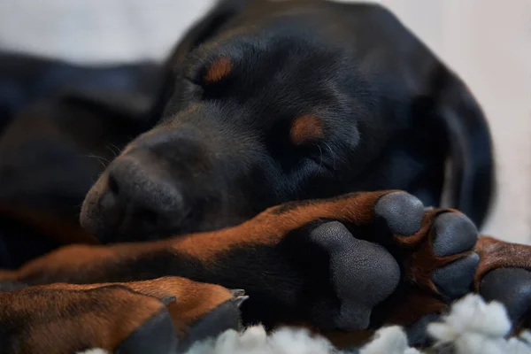 Κοντινό Πλάνο Του Doberman Κουτάβι Κοιμάται Πόδια Πρώτο Πλάνο — Φωτογραφία Αρχείου