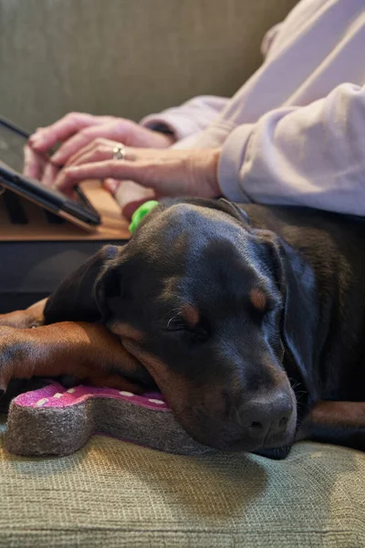 Puppy Doberman Dog Sleeping Sofa While Owner Checks Pet Insurance — 스톡 사진