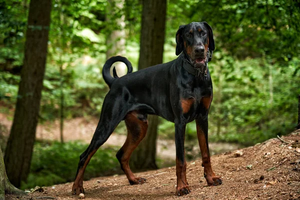Doberman Cachorro Cão Alerta Floresta Enquanto Uma Caminhada — Fotografia de Stock